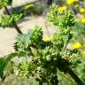 Fotografia 1 da espécie Urtica urens do Jardim Botânico UTAD