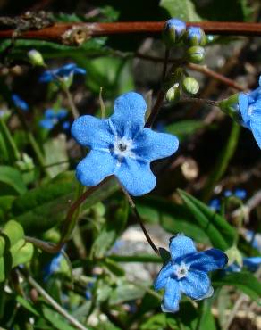 Fotografia 14 da espécie Omphalodes nitida no Jardim Botânico UTAD