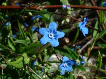 Fotografia da espécie Omphalodes nitida