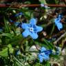 Fotografia 14 da espécie Omphalodes nitida do Jardim Botânico UTAD