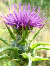 Fotografia da espécie Silybum marianum