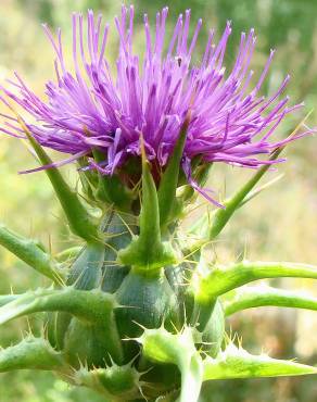 Fotografia 18 da espécie Silybum marianum no Jardim Botânico UTAD