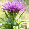 Fotografia 18 da espécie Silybum marianum do Jardim Botânico UTAD