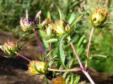 Fotografia da espécie Bidens frondosa