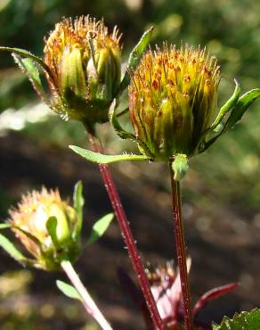 Fotografia 19 da espécie Bidens frondosa no Jardim Botânico UTAD