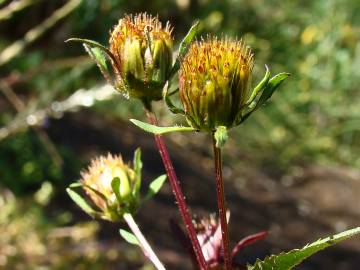 Fotografia da espécie Bidens frondosa