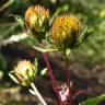 Fotografia 19 da espécie Bidens frondosa do Jardim Botânico UTAD