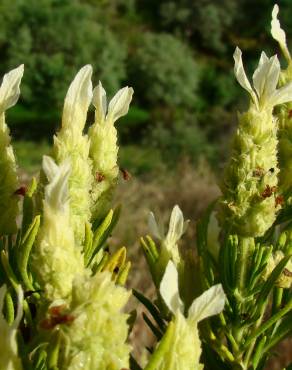 Fotografia 6 da espécie Lavandula viridis no Jardim Botânico UTAD