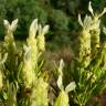 Fotografia 6 da espécie Lavandula viridis do Jardim Botânico UTAD