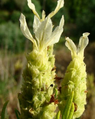 Fotografia de capa Lavandula viridis - do Jardim Botânico