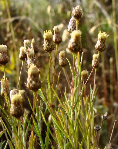 Fotografia de capa Phagnalon saxatile - do Jardim Botânico