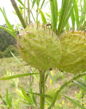 Fotografia 11 da espécie Gomphocarpus physocarpus no Jardim Botânico UTAD