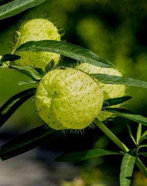 Fotografia 13 da espécie Gomphocarpus physocarpus no Jardim Botânico UTAD