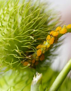 Fotografia 14 da espécie Gomphocarpus physocarpus no Jardim Botânico UTAD