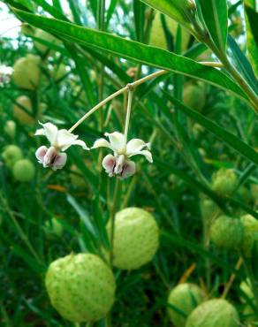 Fotografia 16 da espécie Gomphocarpus physocarpus no Jardim Botânico UTAD