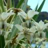 Fotografia 7 da espécie Gomphocarpus fruticosus do Jardim Botânico UTAD