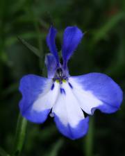 Fotografia da espécie Lobelia erinus