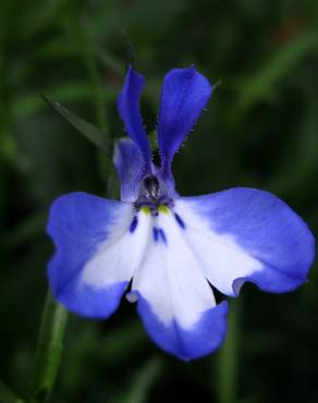 Fotografia 1 da espécie Lobelia erinus no Jardim Botânico UTAD