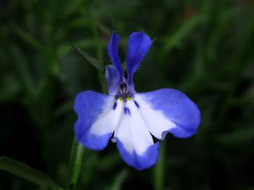 Fotografia da espécie Lobelia erinus