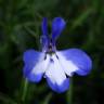 Fotografia 1 da espécie Lobelia erinus do Jardim Botânico UTAD