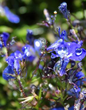 Fotografia 3 da espécie Lobelia erinus no Jardim Botânico UTAD