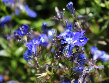 Fotografia da espécie Lobelia erinus