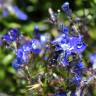 Fotografia 3 da espécie Lobelia erinus do Jardim Botânico UTAD