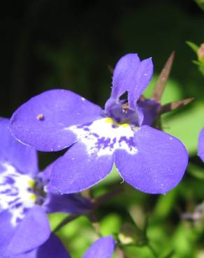 Fotografia 4 da espécie Lobelia erinus no Jardim Botânico UTAD