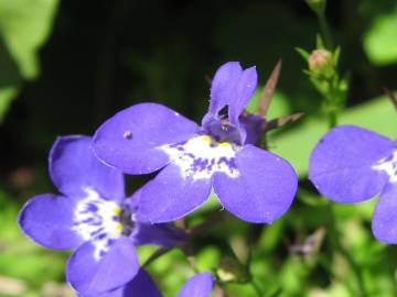 Fotografia da espécie Lobelia erinus