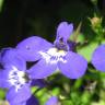 Fotografia 4 da espécie Lobelia erinus do Jardim Botânico UTAD