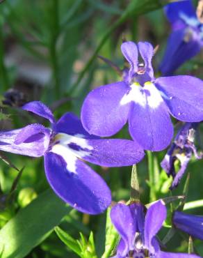 Fotografia 5 da espécie Lobelia erinus no Jardim Botânico UTAD