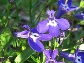 Fotografia da espécie Lobelia erinus