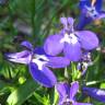 Fotografia 5 da espécie Lobelia erinus do Jardim Botânico UTAD