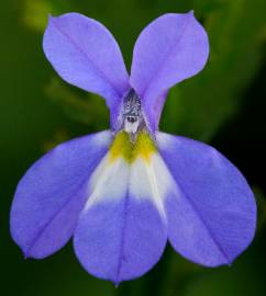 Fotografia da espécie Lobelia erinus