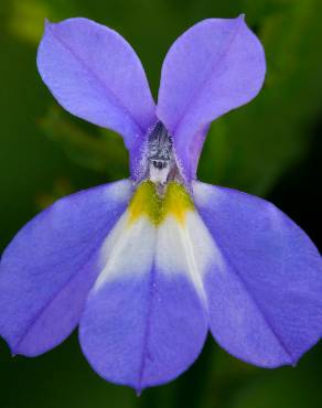 Fotografia 6 da espécie Lobelia erinus no Jardim Botânico UTAD