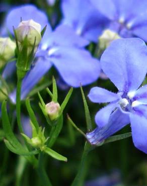 Fotografia 7 da espécie Lobelia erinus no Jardim Botânico UTAD