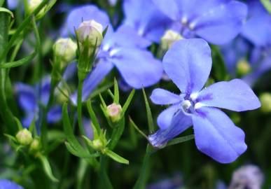 Fotografia da espécie Lobelia erinus