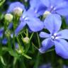 Fotografia 7 da espécie Lobelia erinus do Jardim Botânico UTAD