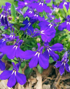 Fotografia 8 da espécie Lobelia erinus no Jardim Botânico UTAD