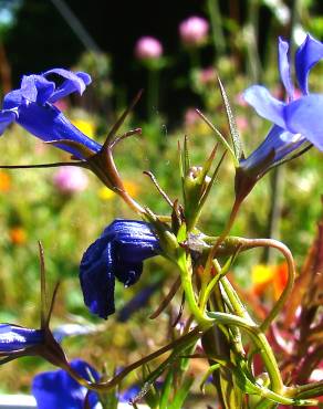 Fotografia 9 da espécie Lobelia erinus no Jardim Botânico UTAD