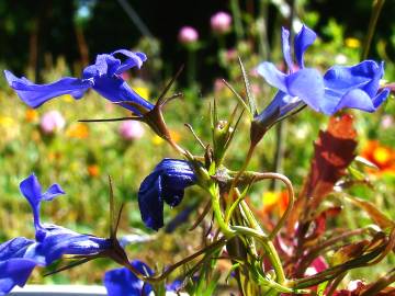 Fotografia da espécie Lobelia erinus