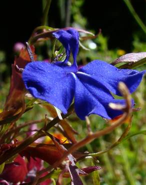 Fotografia 10 da espécie Lobelia erinus no Jardim Botânico UTAD