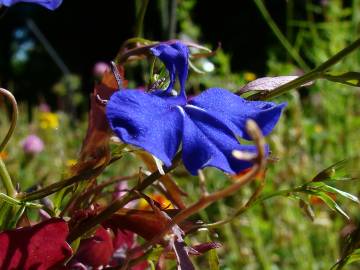 Fotografia da espécie Lobelia erinus