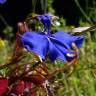 Fotografia 10 da espécie Lobelia erinus do Jardim Botânico UTAD