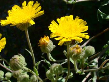 Fotografia da espécie Andryala laxiflora