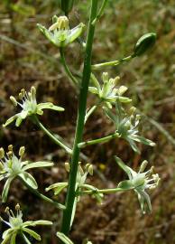 Fotografia da espécie Ornithogalum pyrenaicum subesp. pyrenaicum