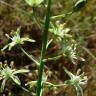 Fotografia 6 da espécie Ornithogalum pyrenaicum subesp. pyrenaicum do Jardim Botânico UTAD