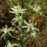 Fotografia 7 da espécie Ornithogalum pyrenaicum subesp. pyrenaicum do Jardim Botânico UTAD