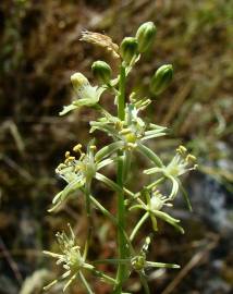 Fotografia da espécie Ornithogalum pyrenaicum subesp. pyrenaicum