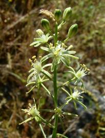 Fotografia da espécie Ornithogalum pyrenaicum subesp. pyrenaicum